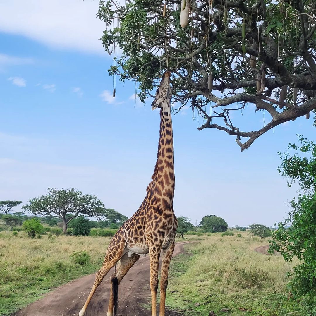 arusha-national-park