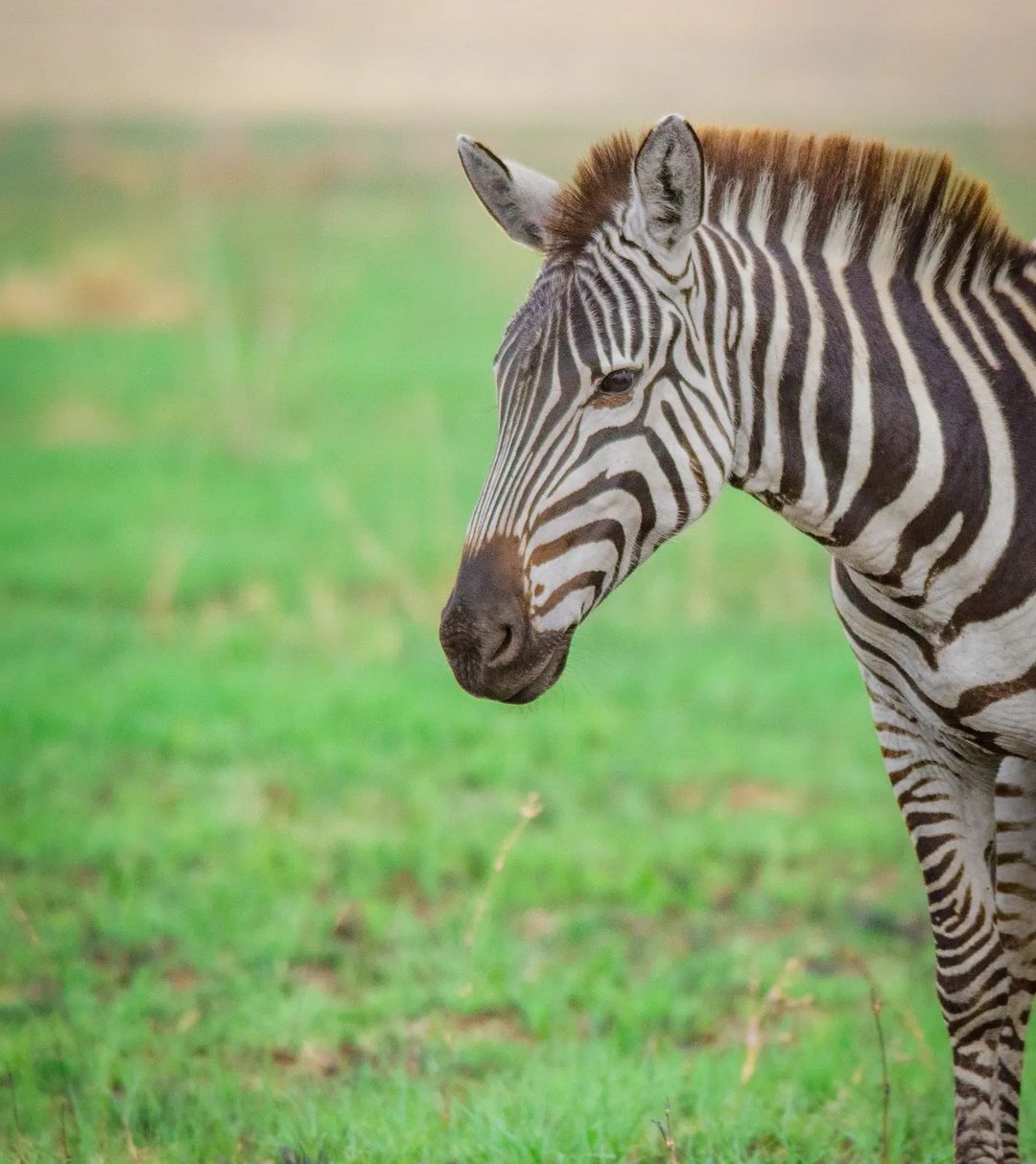 ngorongoro